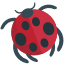 beetle