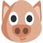 pig